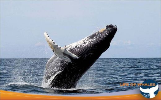Whale Watching Reykjavik