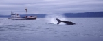 Whale Watching Break